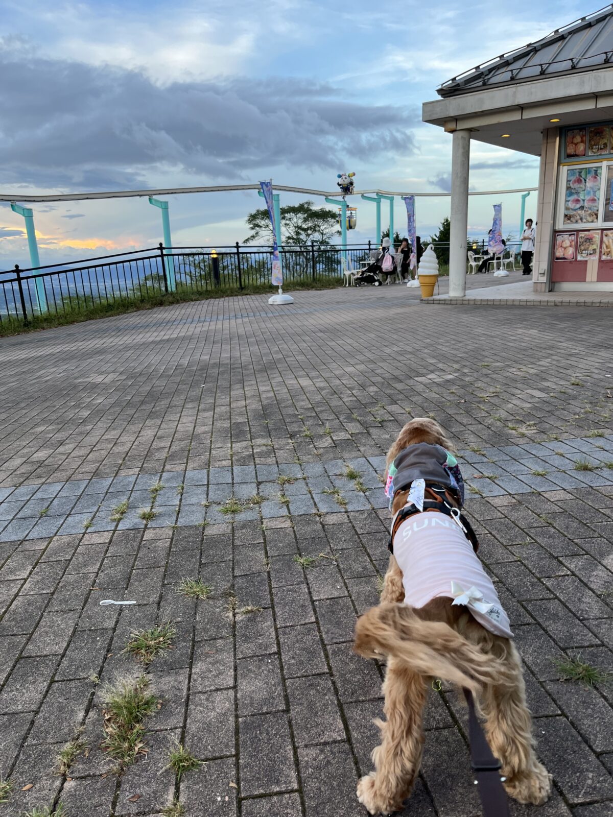 生駒山上遊園地と犬