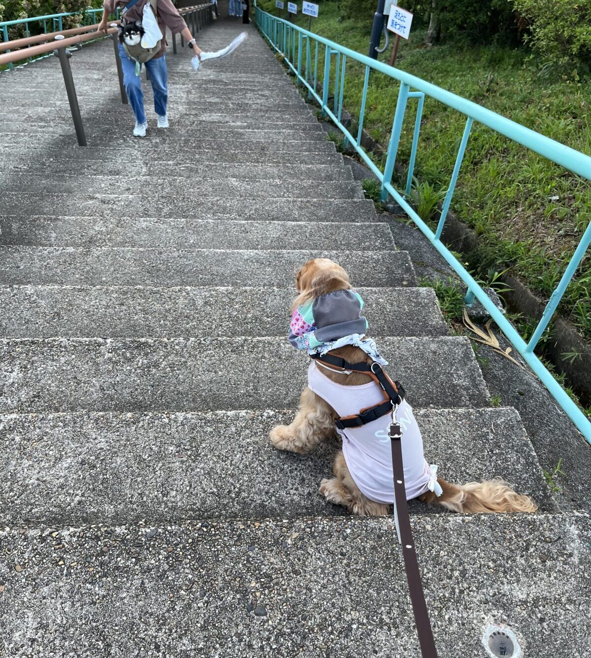 生駒山上遊園地の階段と犬
