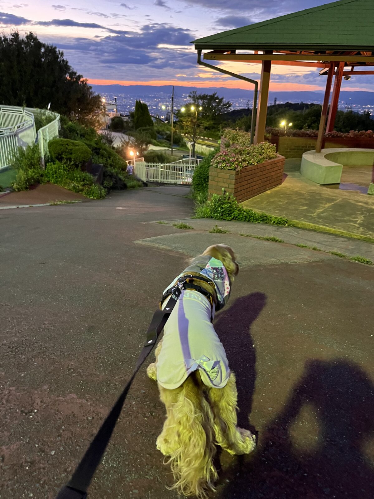 生駒山上遊園地と犬