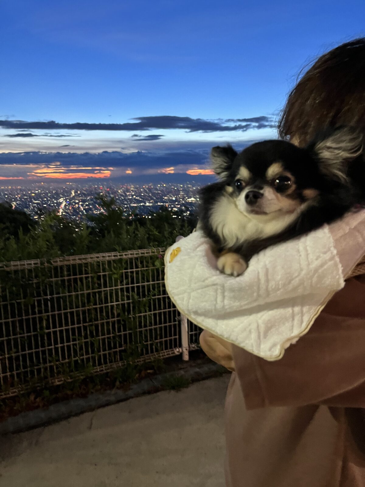 生駒山上の夜景とチワワ