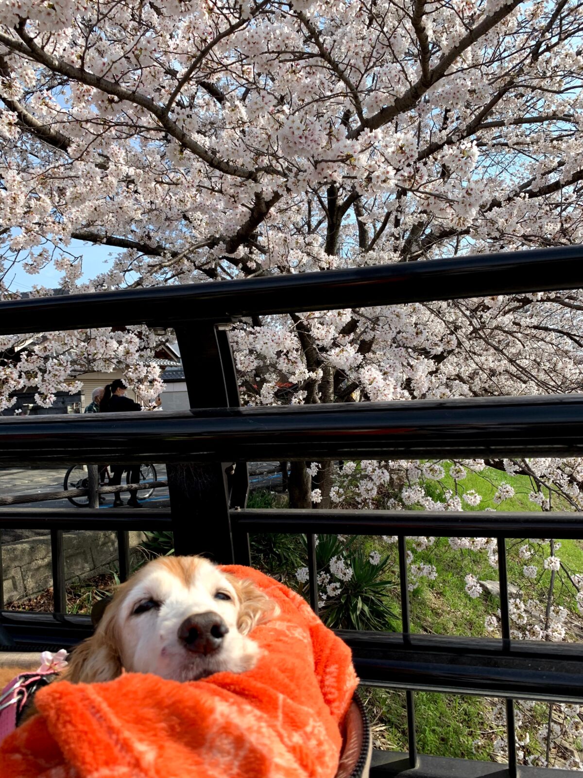 レンと桜