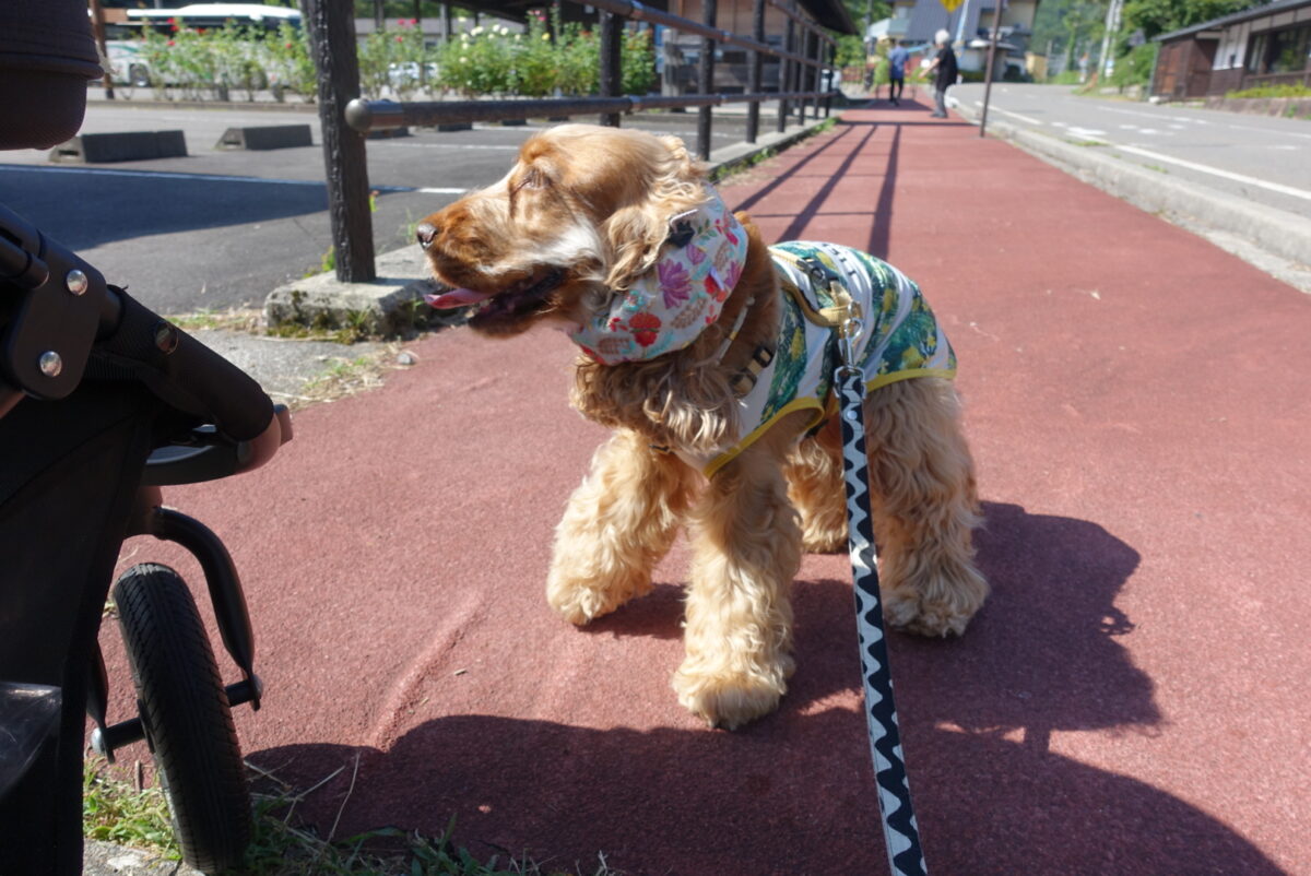 奈良井宿とテン