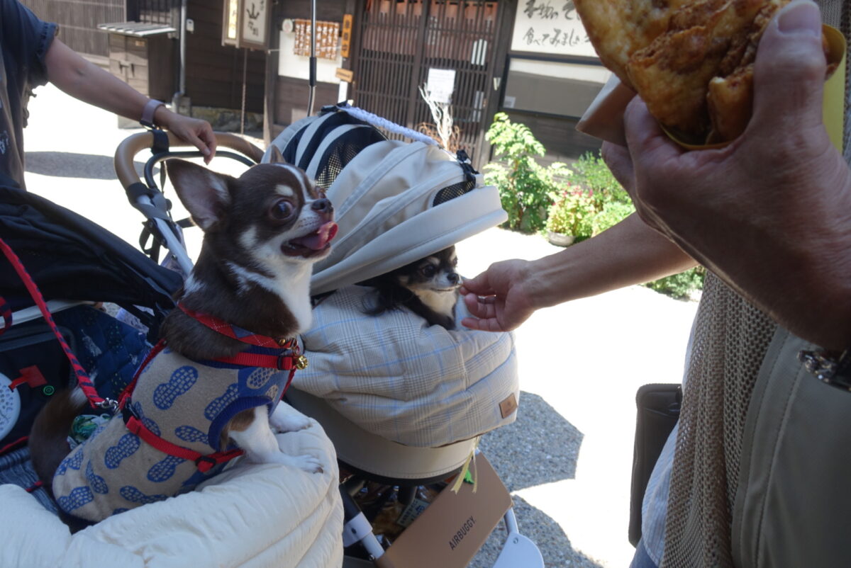 お煎餅を食べるチワワ