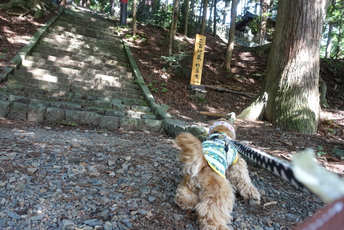 八幡宮とテン