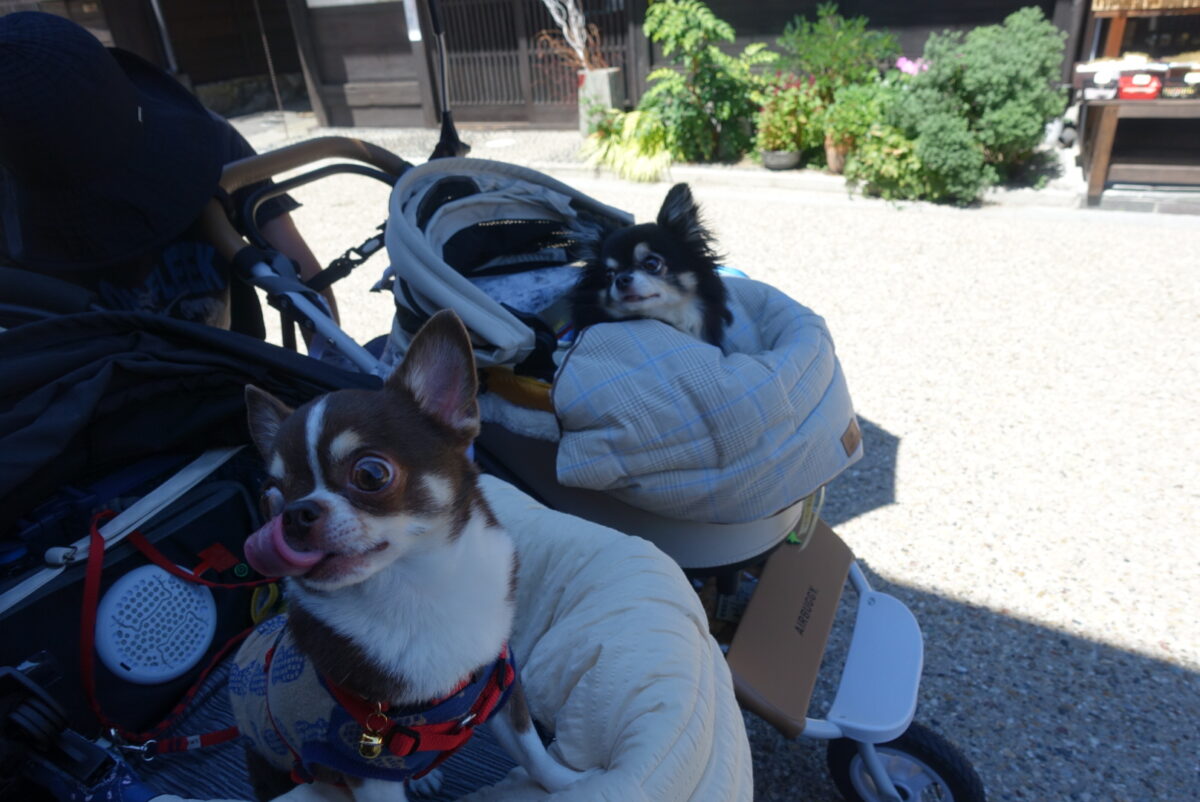 お煎餅待ちのチワワ