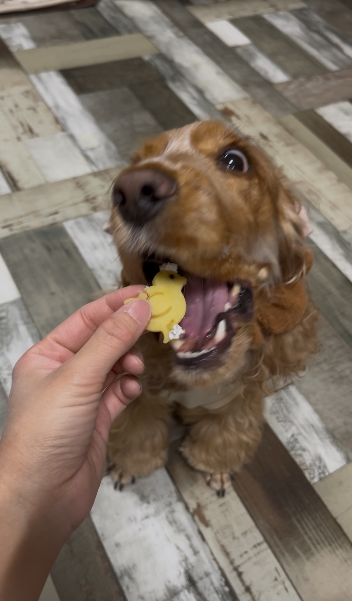 アヒルを食べるテン