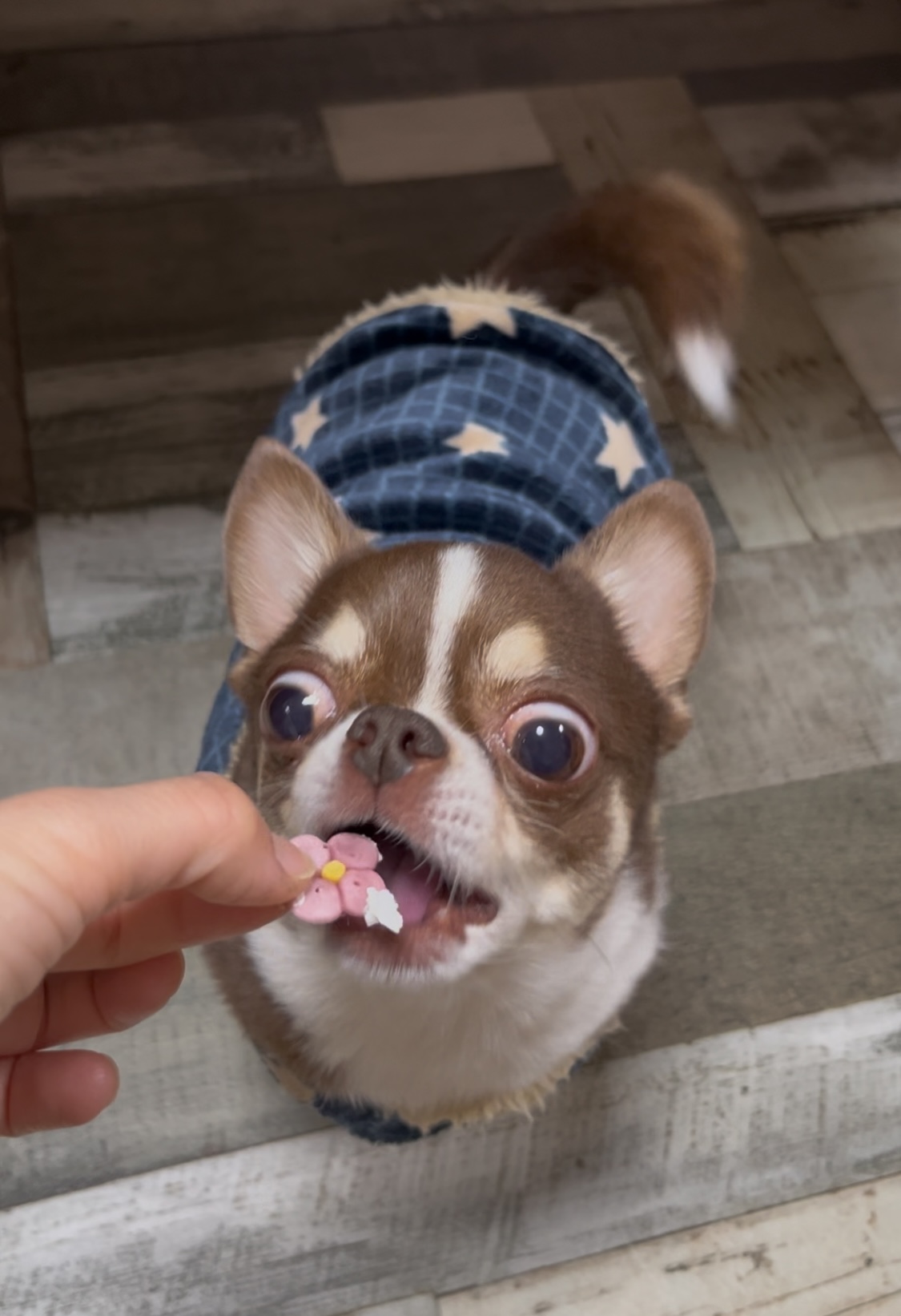 クッキーを食べる海龍