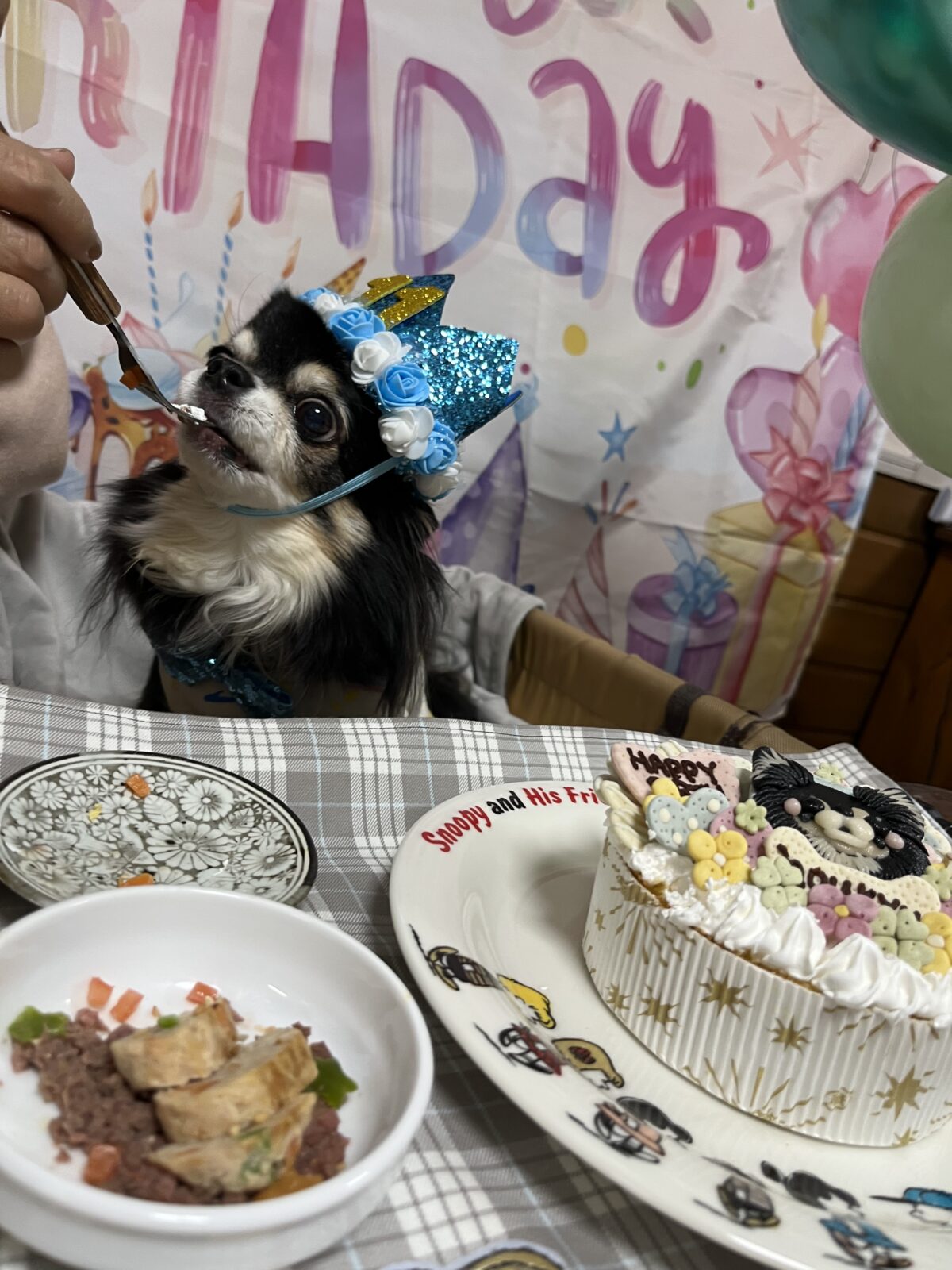 ケーキを食べるチワワ