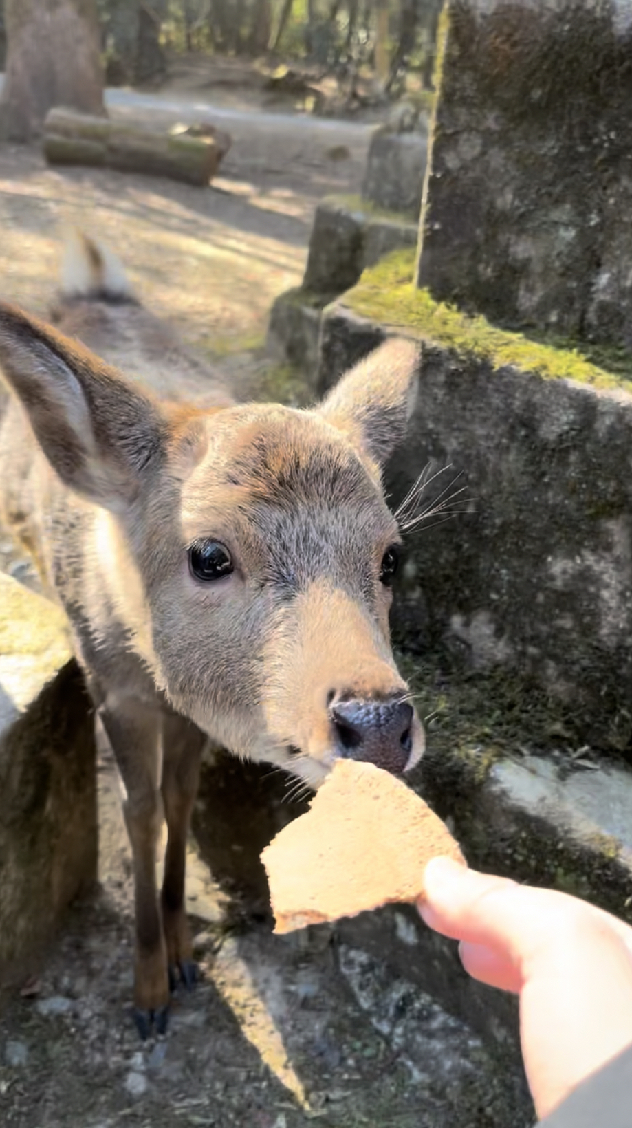 春日大社の鹿