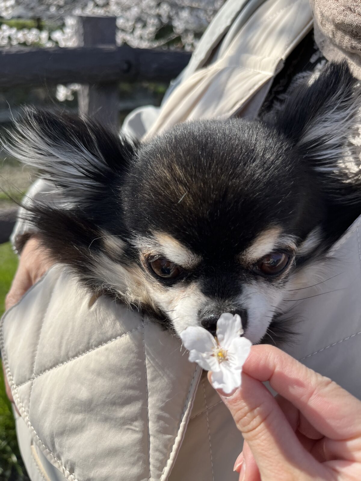 チワワと桜