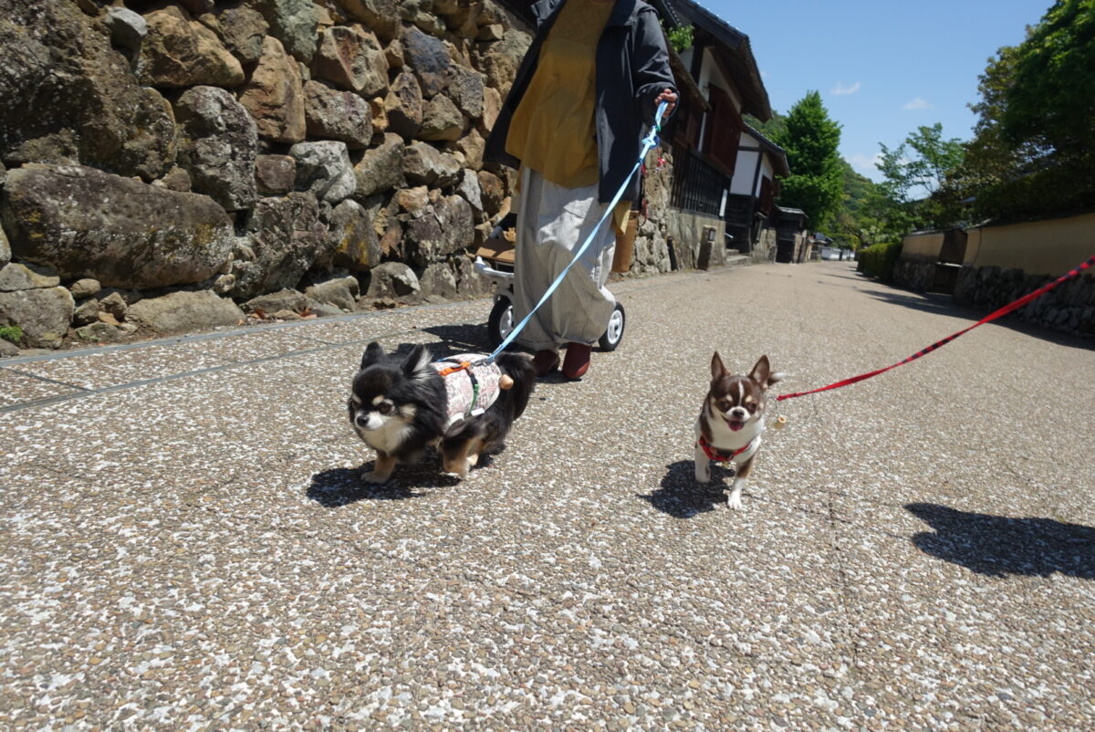 歩くチワワ
