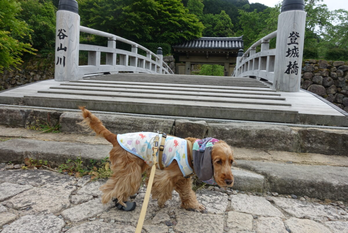 登城橋とテン