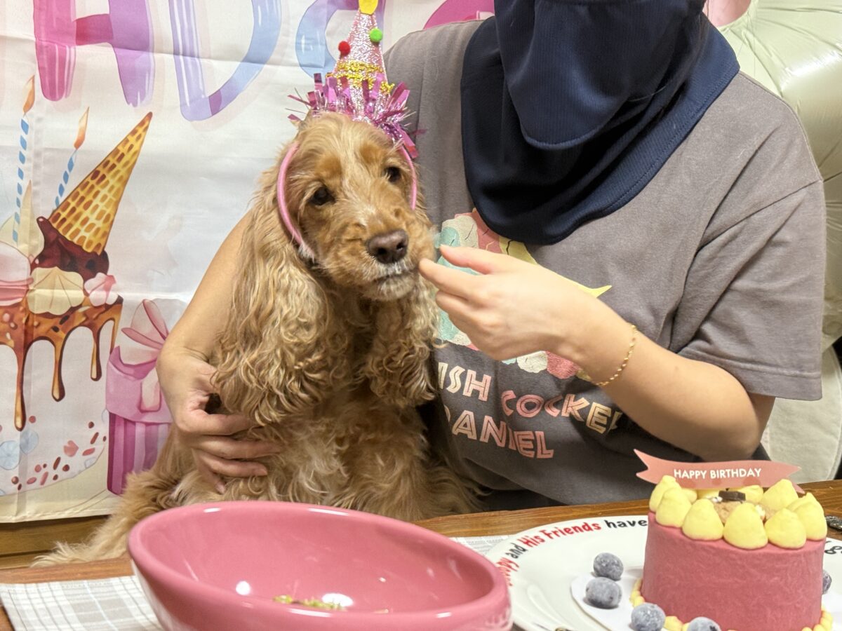 ケーキを食べるテン