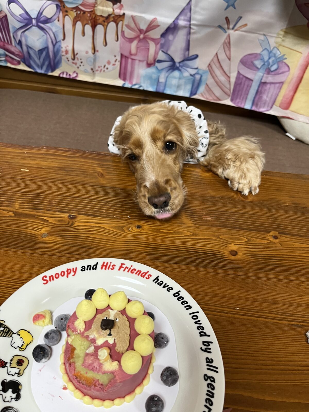 ケーキを狙うテン