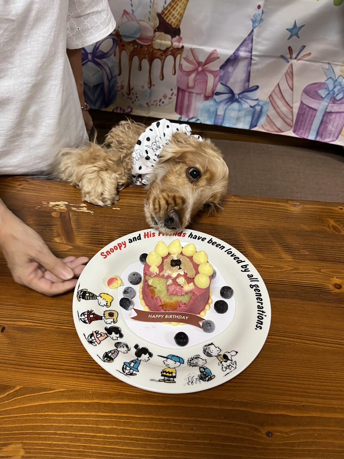 ケーキを狙うテン