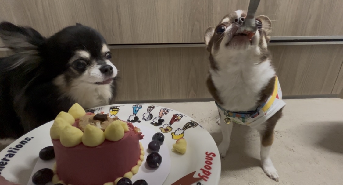 ケーキを食べる海龍　チワワ