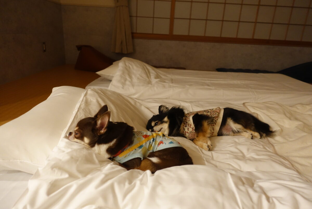 すやすやチワワの兄ちゃん達