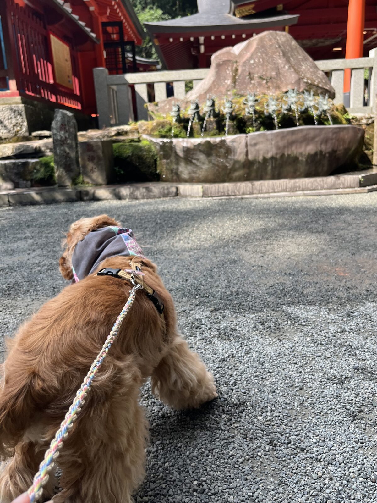 イングリッシュコッカーと九頭龍神社