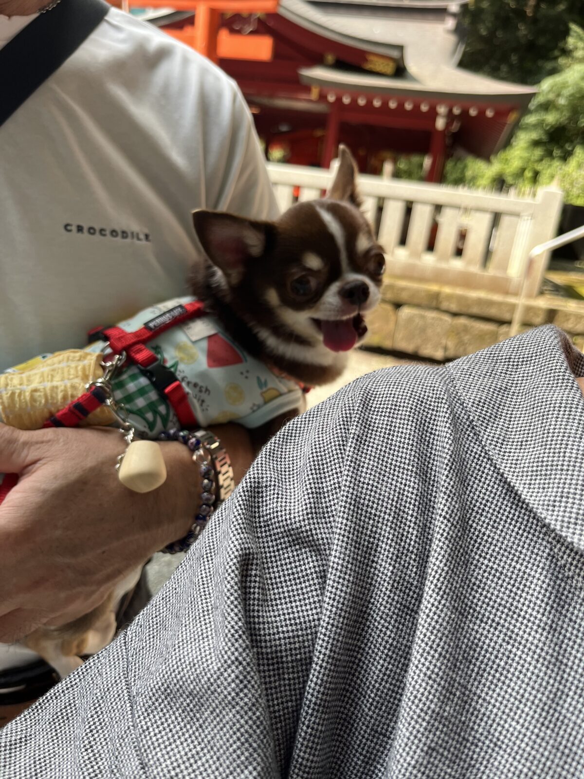 箱根神社とチワワ