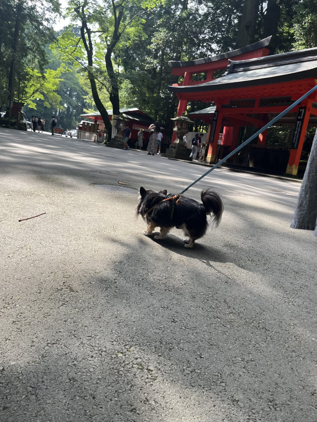 箱根神社とチワワ