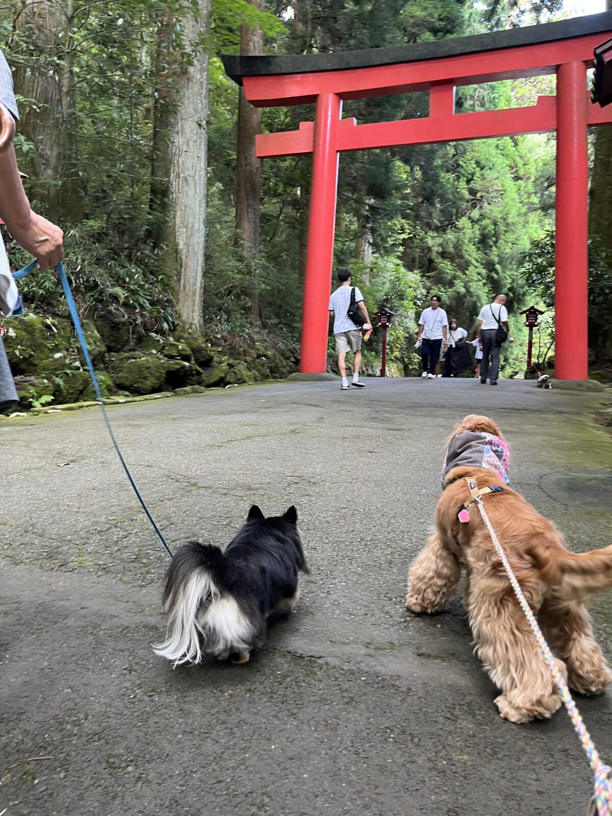 鳥居とチワワとコッカースパニエル