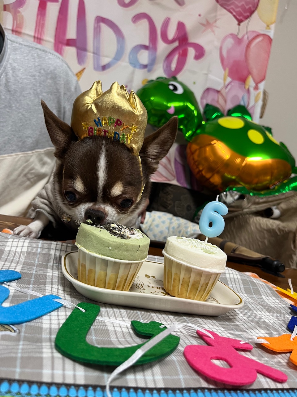 ケーキを食べるチワワの海龍