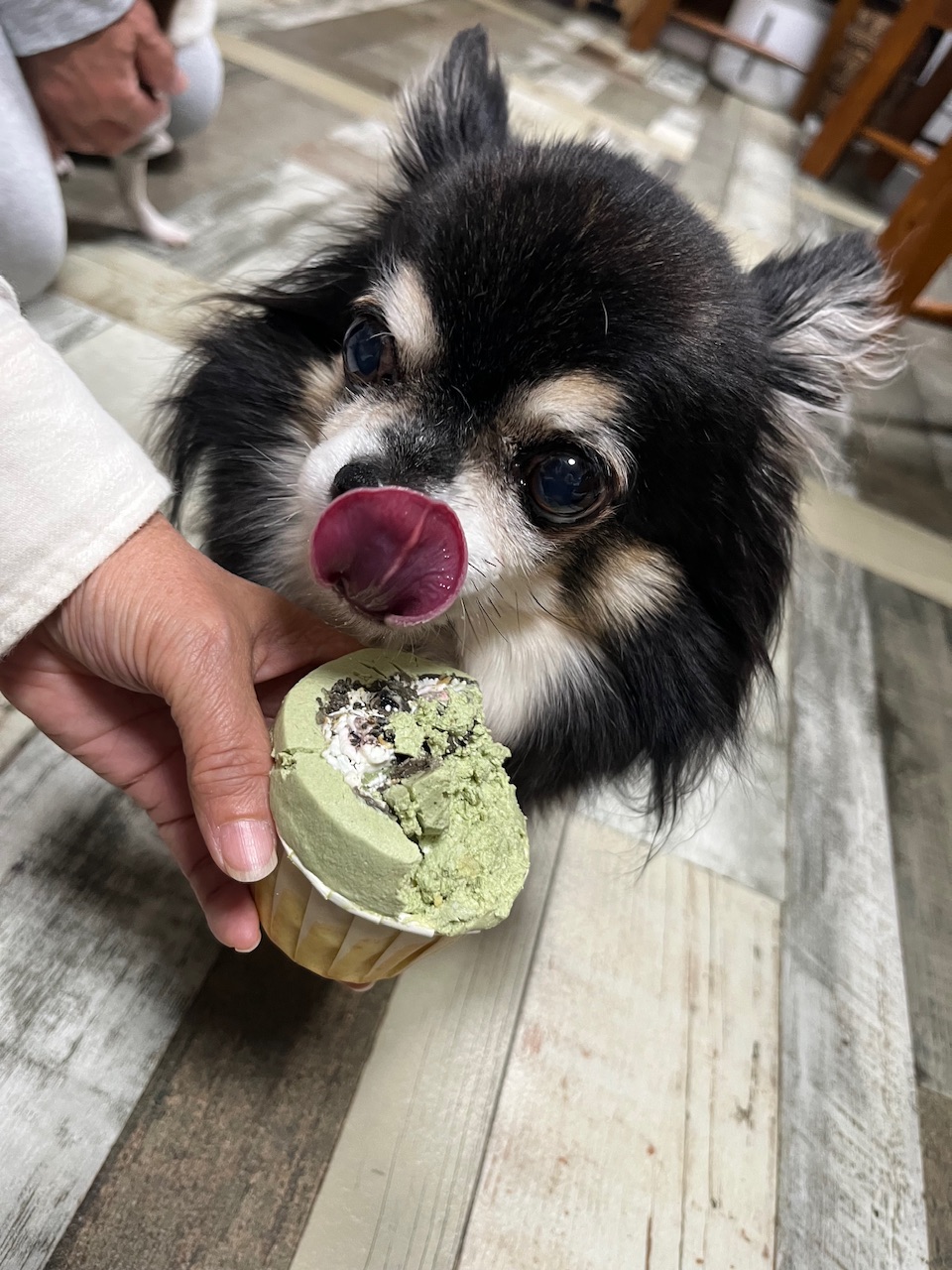 ケーキを食べるチワワの鳳龍