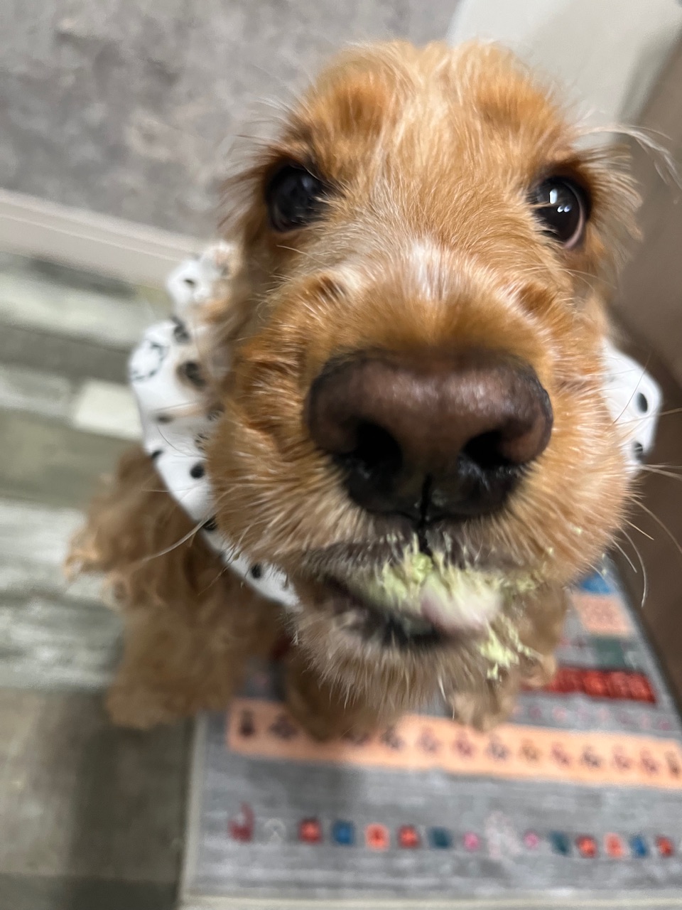 ケーキを口につけたコッカーのテン