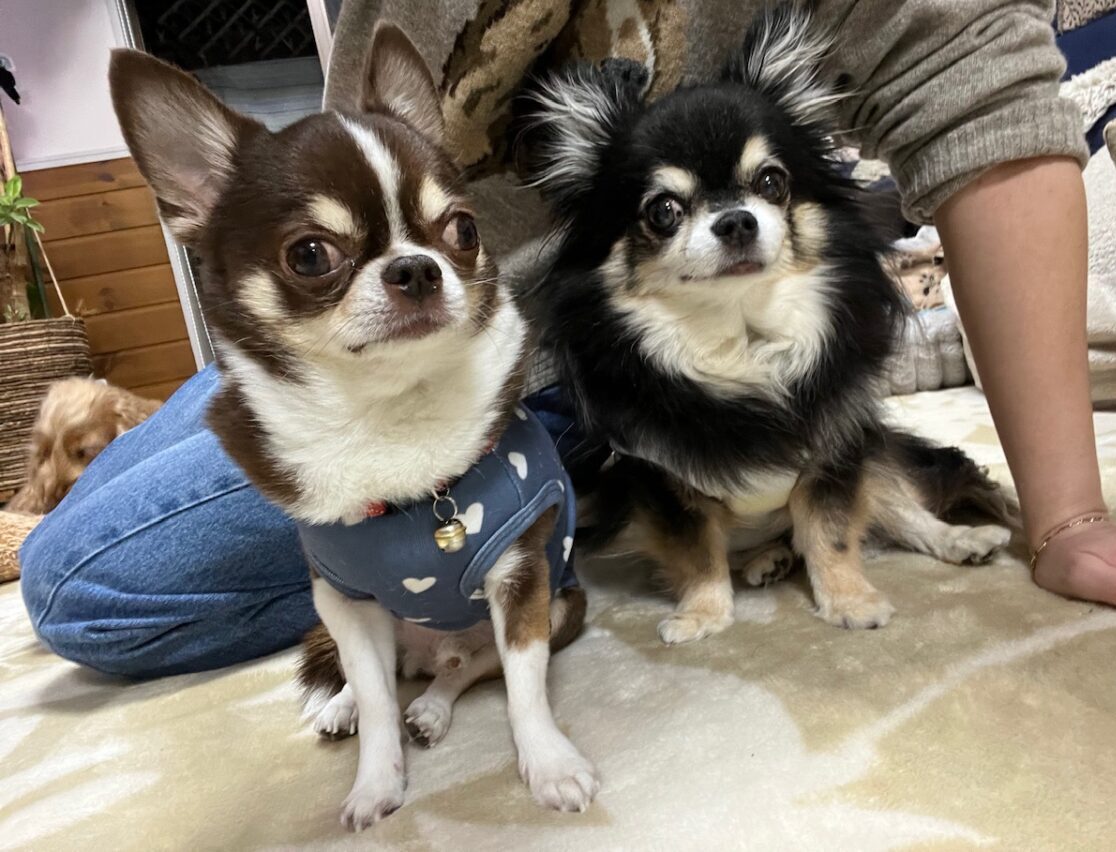 海龍と鳳龍と天