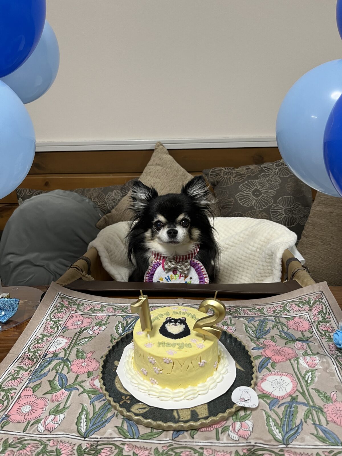 誕生日ケーキとチワワ