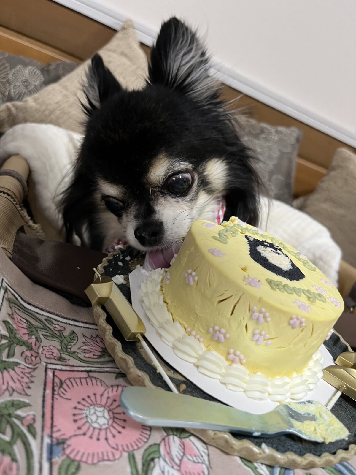 ケーキを食べるチワワ