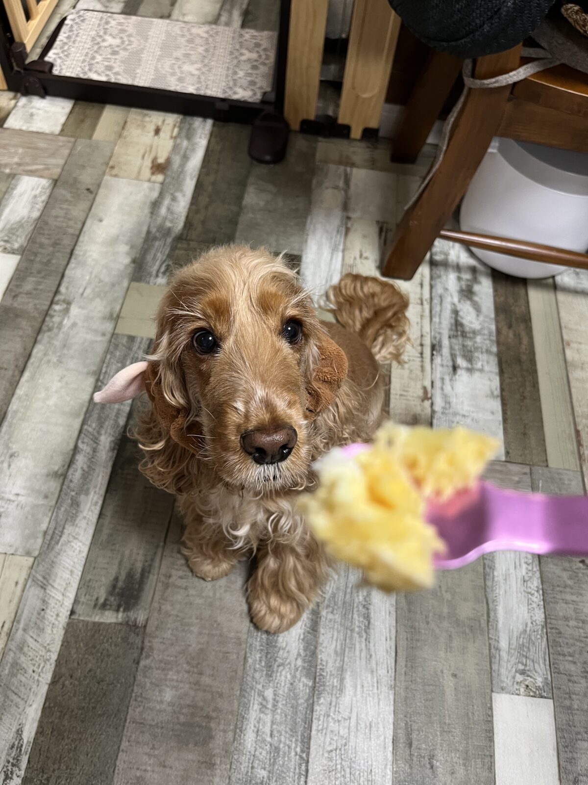 ケーキを食べるテン