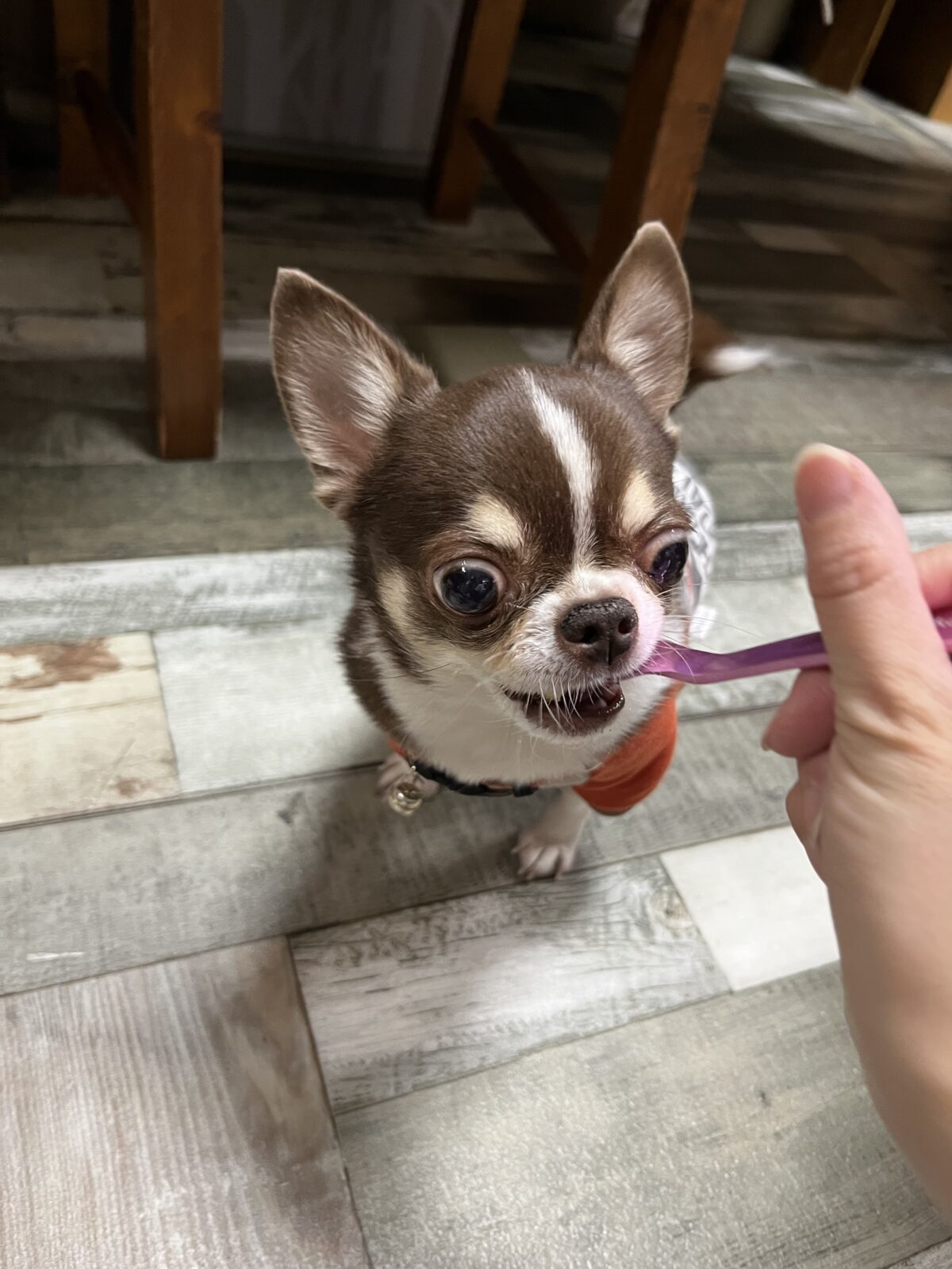 ケーキを食べるスムースチワワ