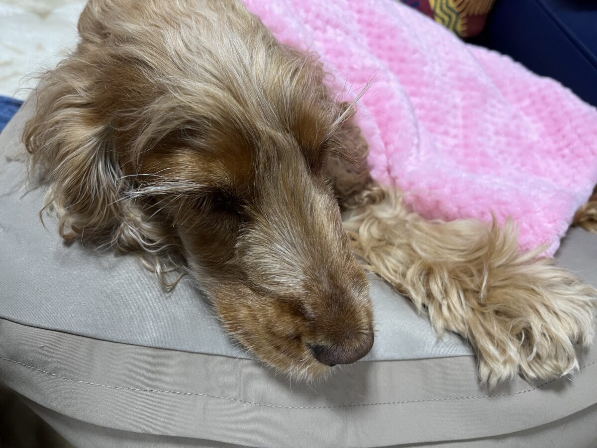 スケーリング後の疲れたテン