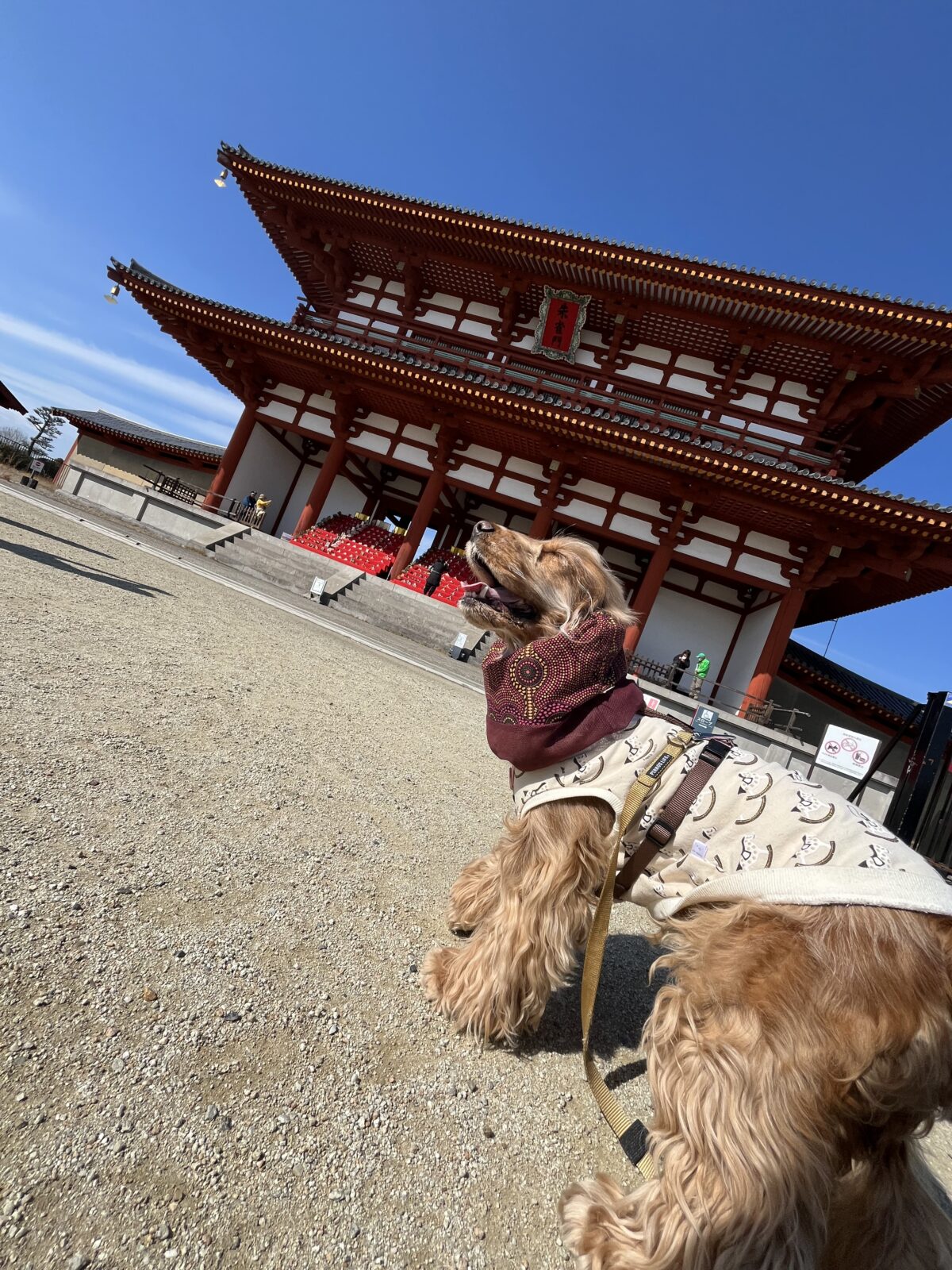 ひな人形とイングリッシュコッカー