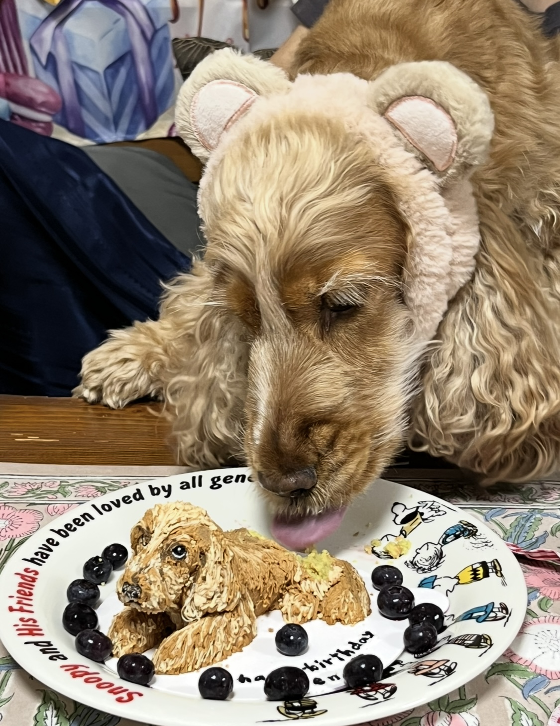 イングリッシュコッカーがケーキを食べている