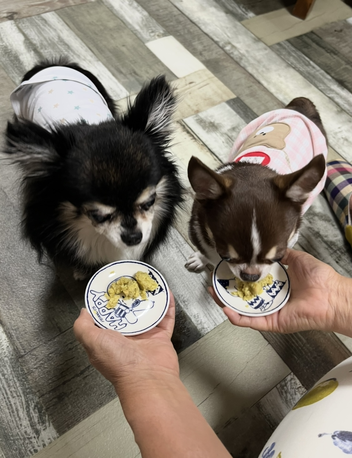 チワワが２匹がケーキを食べている